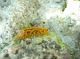 29- Halgerda willeyi, un superbe nudibranche - Passe de kouare